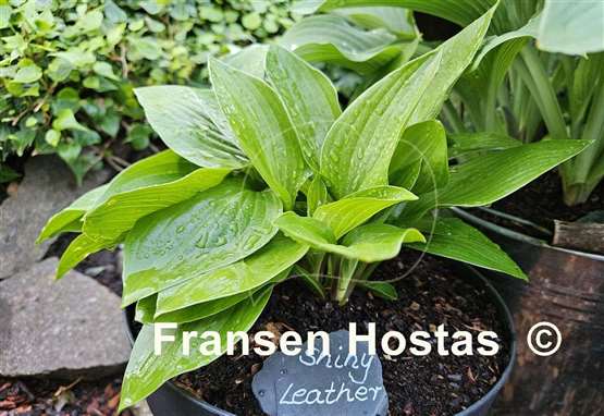 Hosta Shiny Leather